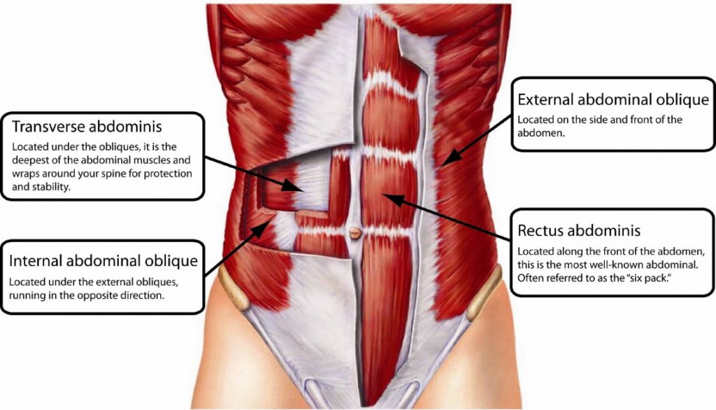 Abdominal Muscles 1024x586 - Physio Tips For Toning Postpartum Belly