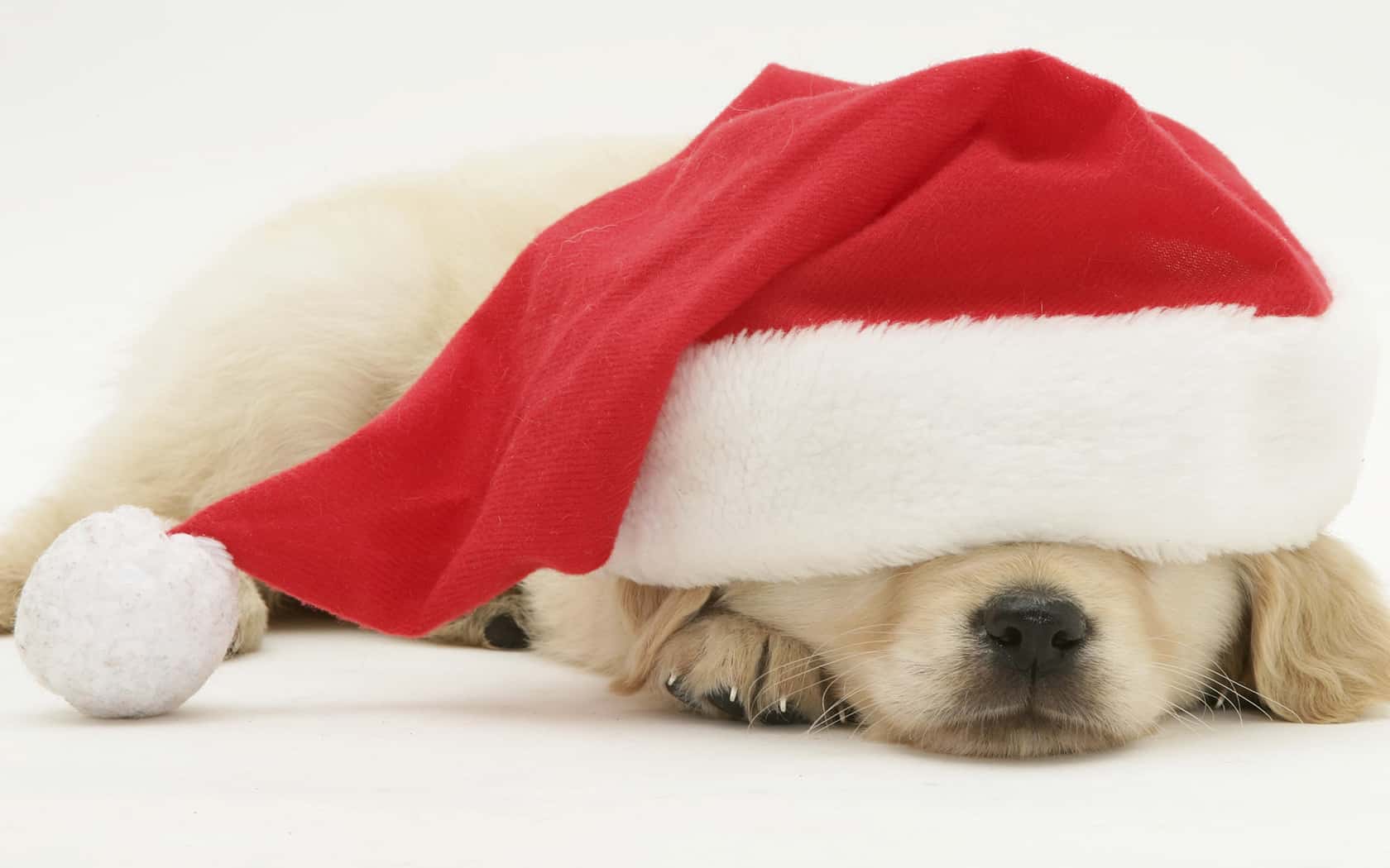 cute dog pic - December Newsletter